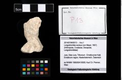 Foto (Objekt + Etikett) von Longodromites excisus (von Meyer, 1857)  (NHMW-GEO-2014-0194-0013)